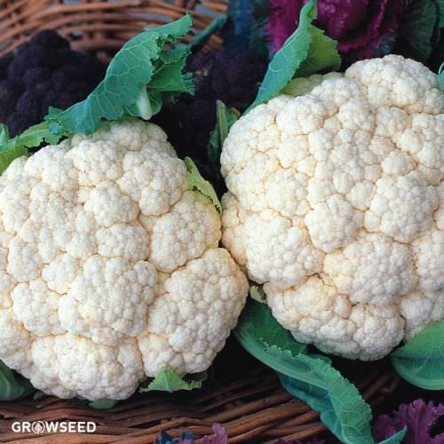 Snowball Cauliflower Seeds