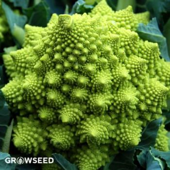 Romanesco Cauliflower Seeds