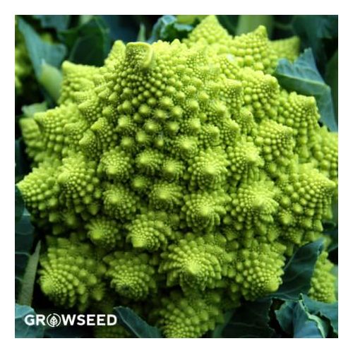 Romanesco Cauliflower Seeds