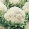 All Year Round Cauliflower Seeds