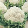 All Year Round Cauliflower Seeds