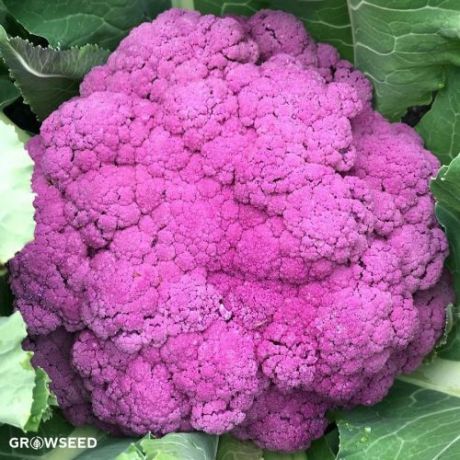 Graffiti F1 Cauliflower Seeds