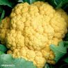 Sunset F1 Cauliflower Seeds