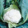 Clapton F1 Cauliflower Seeds