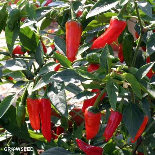 Apache F1 Chilli Pepper Seeds