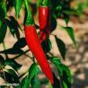 Cayenne Long Slim Pepper Seeds