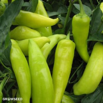 Hungarian Hot Wax Chilli Pepper Seeds