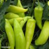 Hungarian Hot Wax Chilli Pepper Seeds