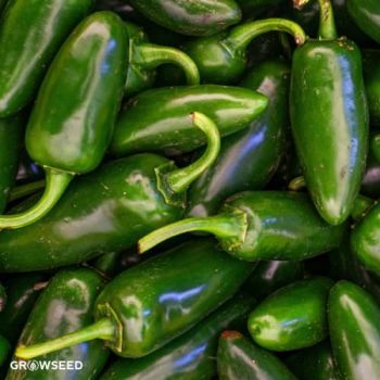 Jalapeno Chilli Pepper Seeds