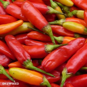 Tobasco Chilli Pepper Seeds