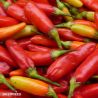 Tobasco Chilli Pepper Seeds