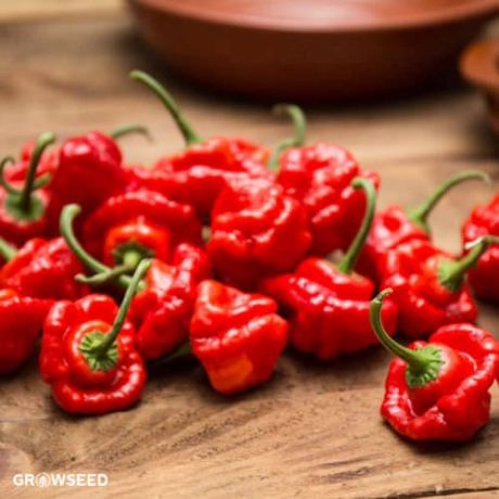 Scotch Bonnet Red