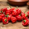 Scotch Bonnet Red