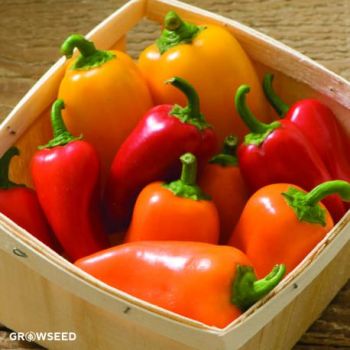 Lunch Box Sweet Peppers Pepper Seeds