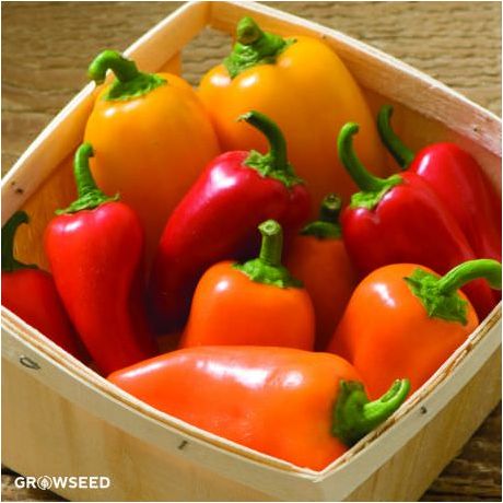 Lunch Box Sweet Peppers Pepper Seeds