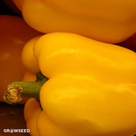 Golden California Wonder Sweet Pepper Seeds