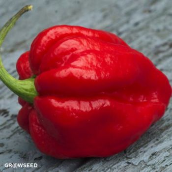 Carolina Reaper Chilli Pepper Seeds