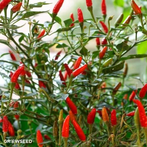 Demon Red Chilli Pepper Seeds