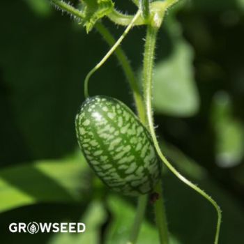 Cucamelon Seeds