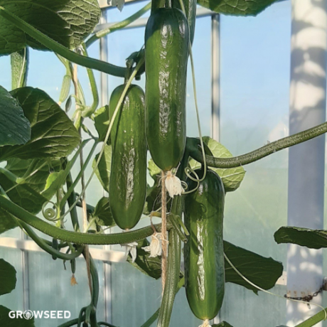 Party Time Cucumber Seeds