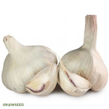 Vallelado Garlic Bulbs