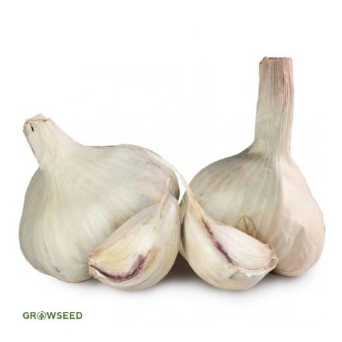 Vallelado Garlic Bulbs