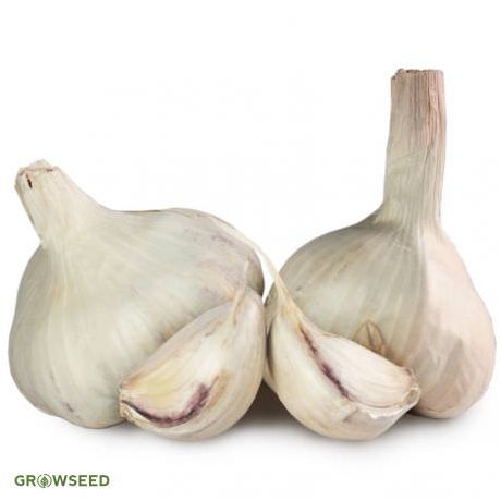 Vallelado Garlic Bulbs