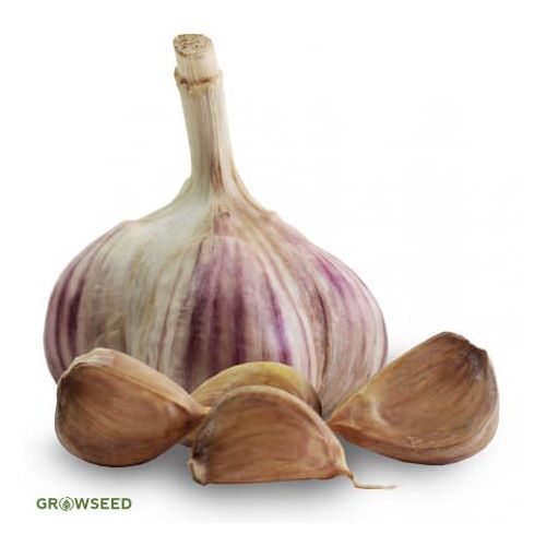 Mikulov Wight Garlic Bulbs