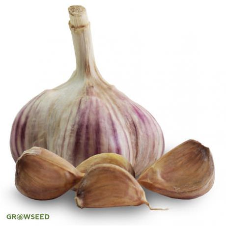 Mikulov Wight Garlic Bulbs