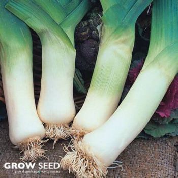 Giant Winter Leek Seeds