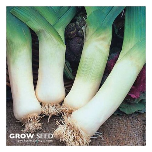 Giant Winter Leek Seeds