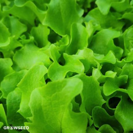 Larini Lettuce Seeds