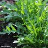 Rocket lettuce seeds