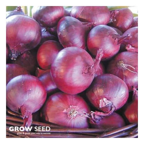 North Holland Red Blood seeds