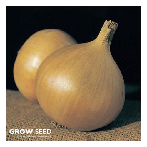 Globo Onion seeds