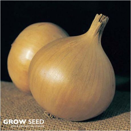 Globo Onion seeds