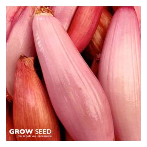 Zebrune Shallot Seeds