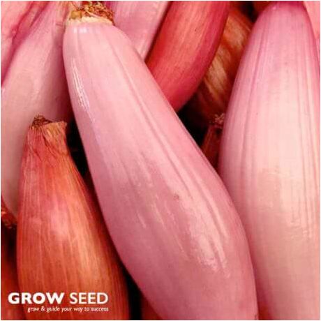 Zebrune Shallot seeds