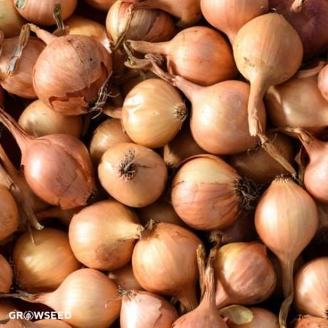 Sturon Globe Type Onion Seeds