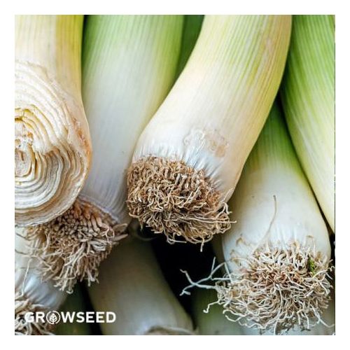 White Lisbon Hardy - Spring Onion seeds