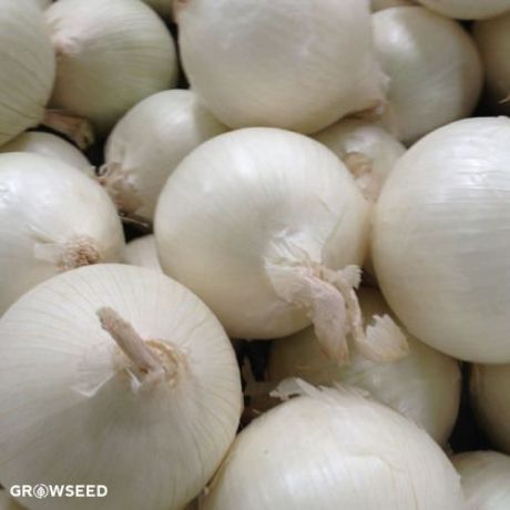 Snowball Onion Seed Set