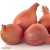 Matador Shallot F1 Seeds