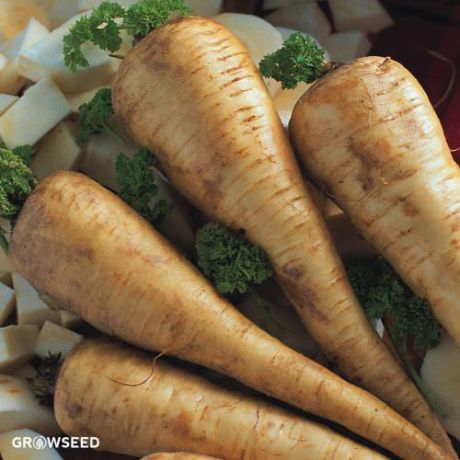 Tender and True Parsnip Seeds