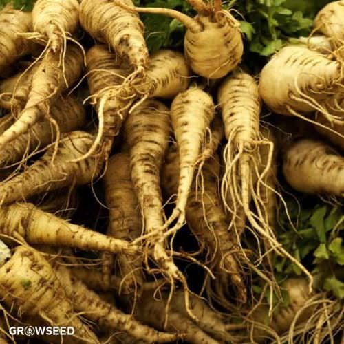 Salsify Sandwich Island Parsnip Seeds