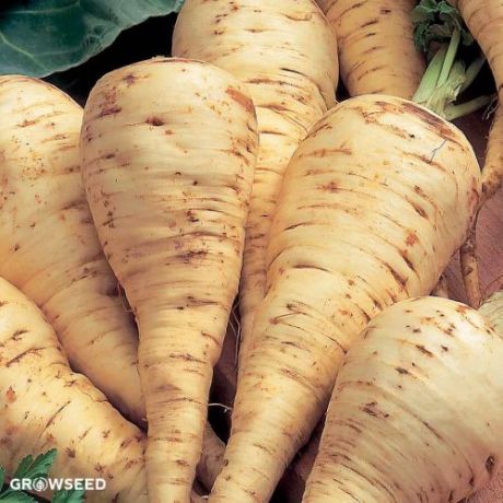 White Gem Parsnip Seeds