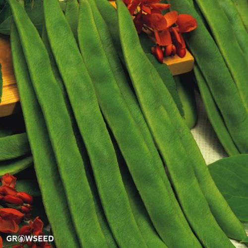 Butler Runner Bean Seeds