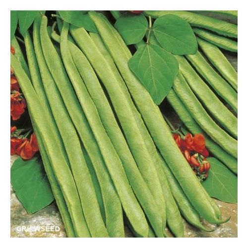 Lady Di Runner Bean Seeds