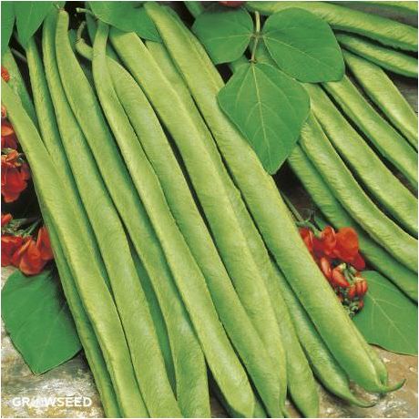 Lady Di Runner Bean Seeds