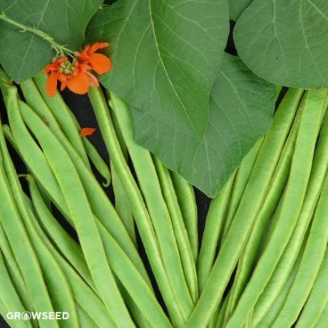 Achievement Runner Bean Seeds