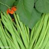 Achievement Runner Bean Seeds